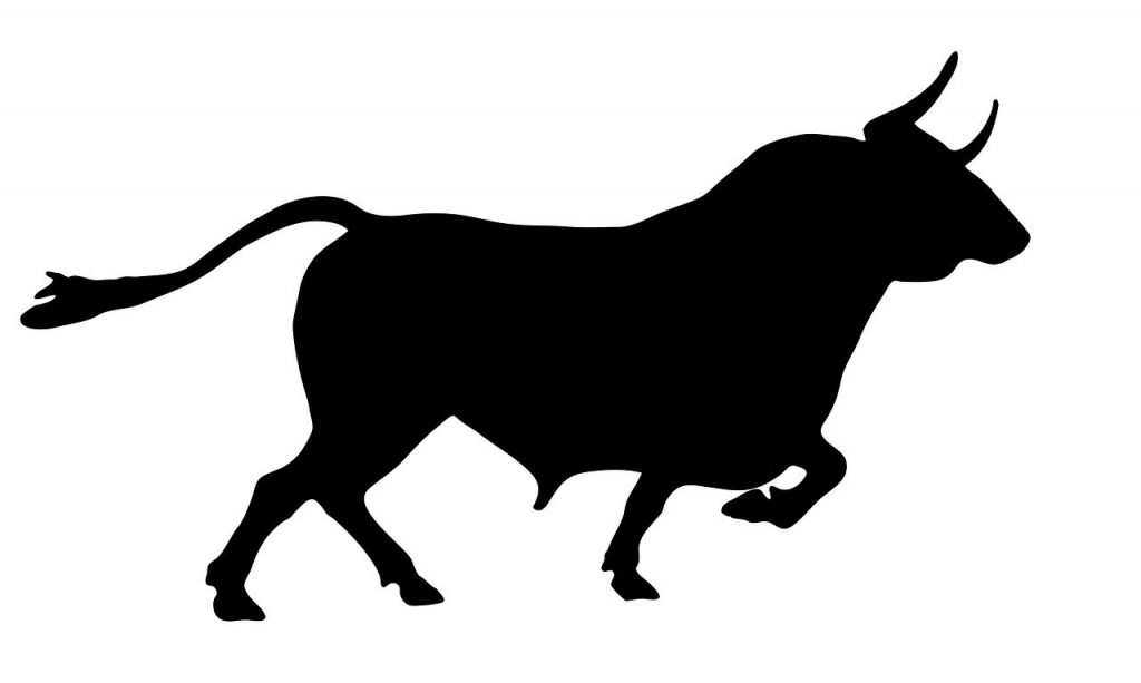 bull, animal, cow